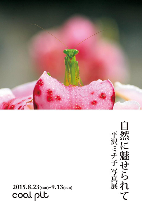 平沢ミチ子 写真展「自然に魅せられて」