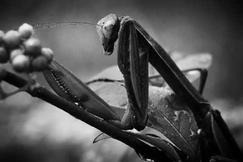 平沢ミチ子 写真展「蟷螂（かまきり） ー自然に魅せられてー」